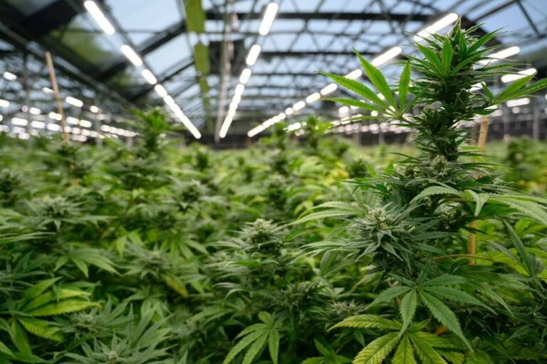 Commercial cannabis cultivation under advanced LED grow lights for cannabis.