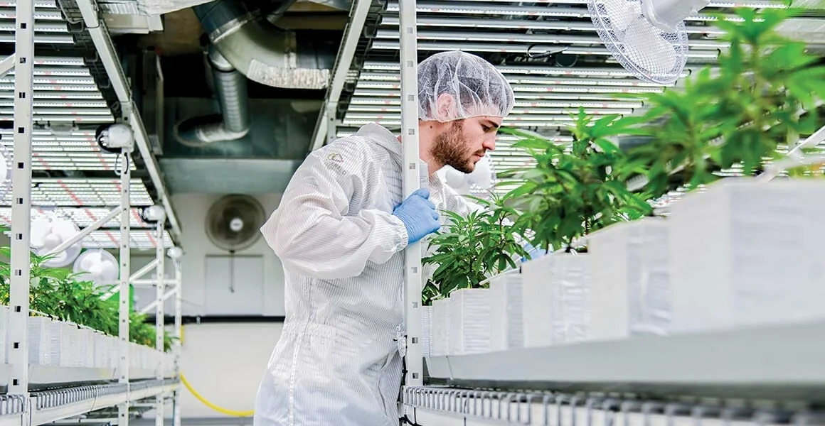 Technician inspects cannabis under LED grow lights in commercial cultivation facility.
