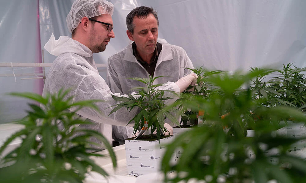Two men inspect cannabis under LED grow lights in a commercial cultivation facility.
