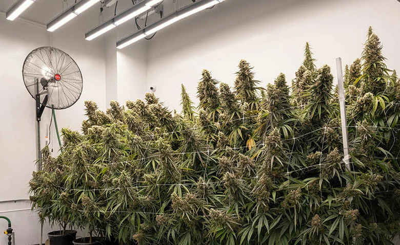 Cannabis plants under LED grow lights for cannabis in a commercial grow room.