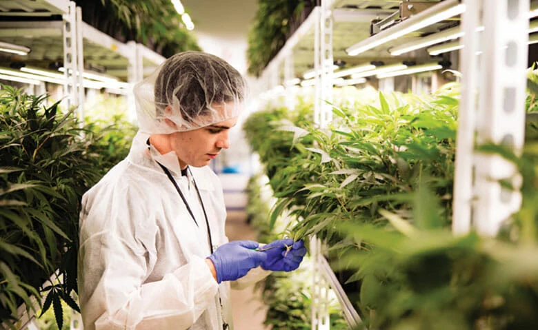 Technician inspects cannabis under LED grow lights for commercial cultivation.