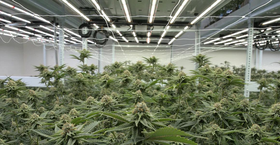 Mature cannabis plants under LED grow lights for cannabis in commercial facility.