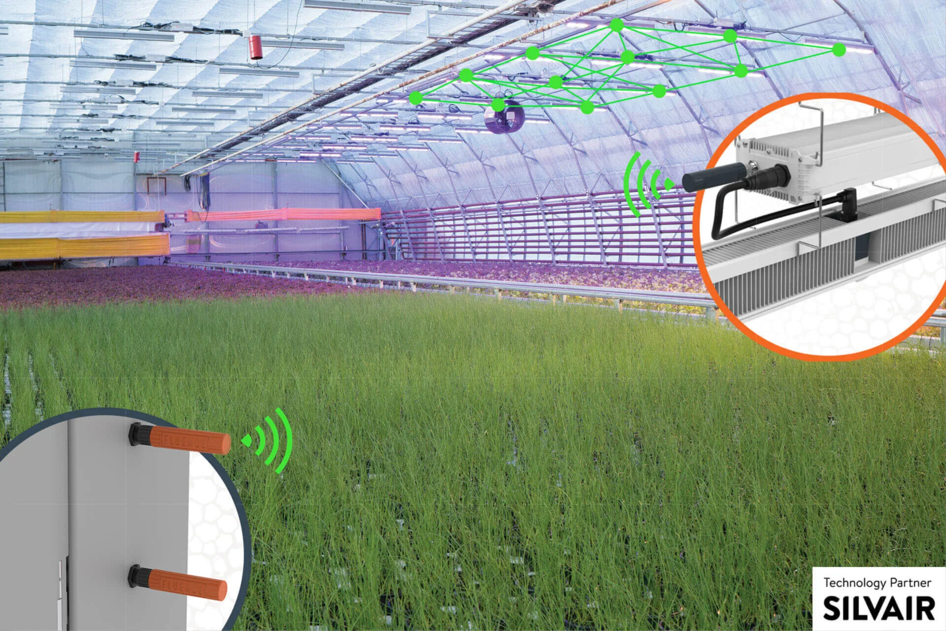 A commercial cannabis greenhouse with LED grow lights and advanced lighting controls.