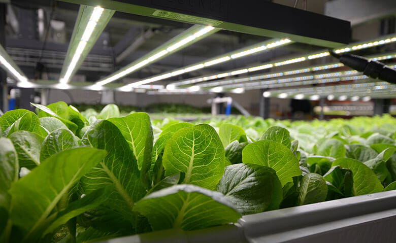 Cannabis plants flourishing under advanced LED grow lights for commercial cultivation.