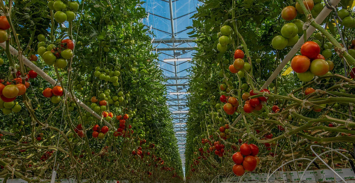Commercial cannabis plants thriving under LED grow lights in a modern greenhouse.