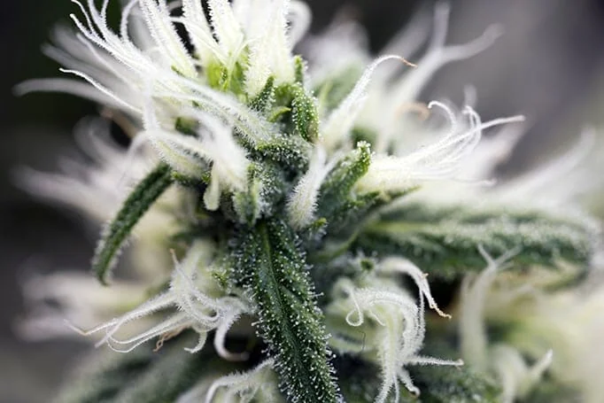 Cannabis plant under LED grow lights for cannabis, showing dense trichomes.