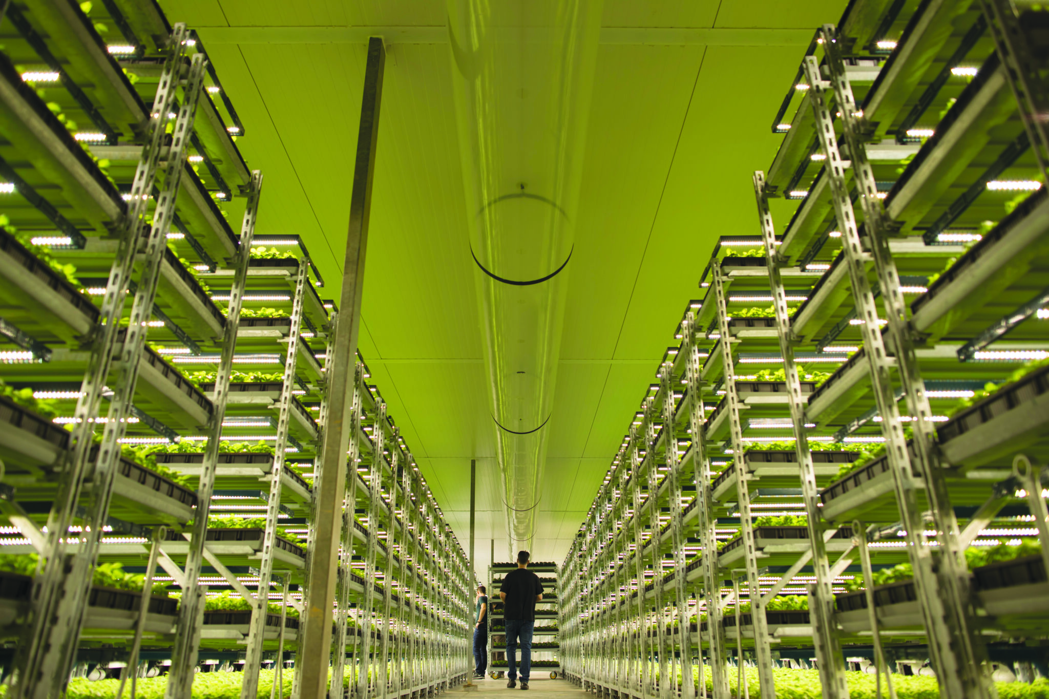 Two growers in a commercial cannabis farm with LED grow lights for cannabis.