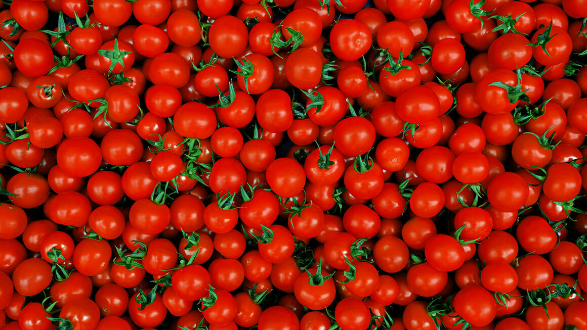 A vibrant pile of cherry tomatoes under LED grow lights for cannabis cultivation.