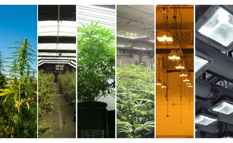 Split image of outdoor, greenhouse, and indoor cannabis with LED grow lights.