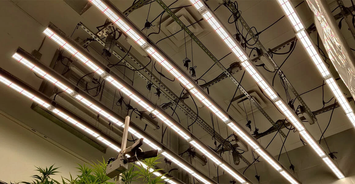 Commercial cannabis cultivation room with LED grow lights for cannabis lighting.