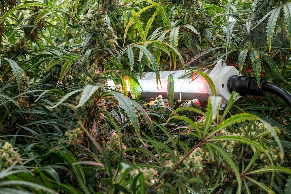 FLUENCE WEBINAR: Unlocking Cannabis Genetics for Quality and Consistency