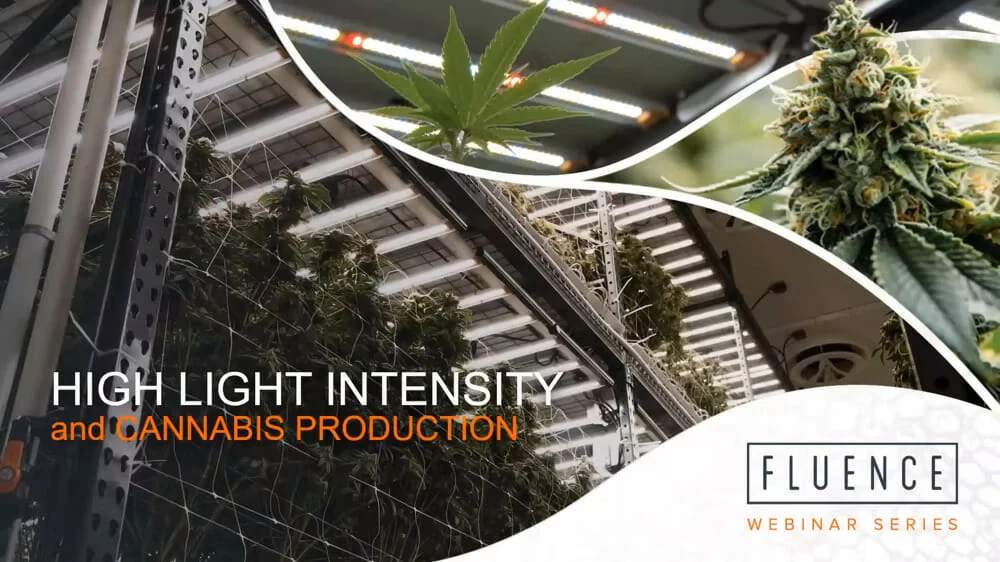 Collage of cannabis under LED grow lights, highlighting commercial cannabis lighting tech.
