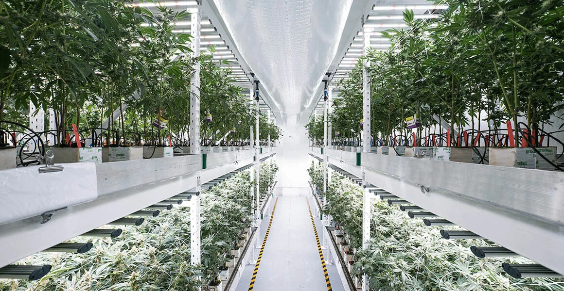 Commercial cannabis cultivation with LED grow lights on multi-tier shelving units.