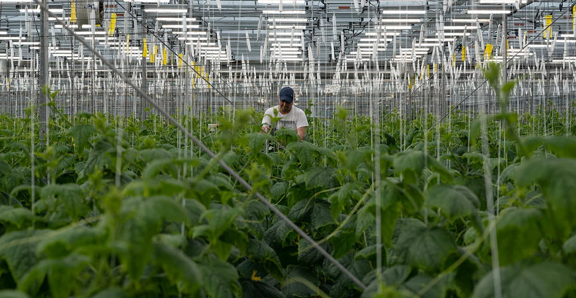 Grower inspects cannabis under LED grow lights in a commercial greenhouse.