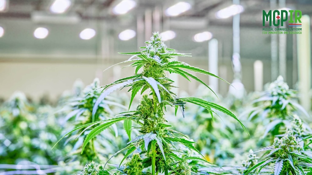 A mature cannabis plant under LED grow lights for advanced commercial cultivation.