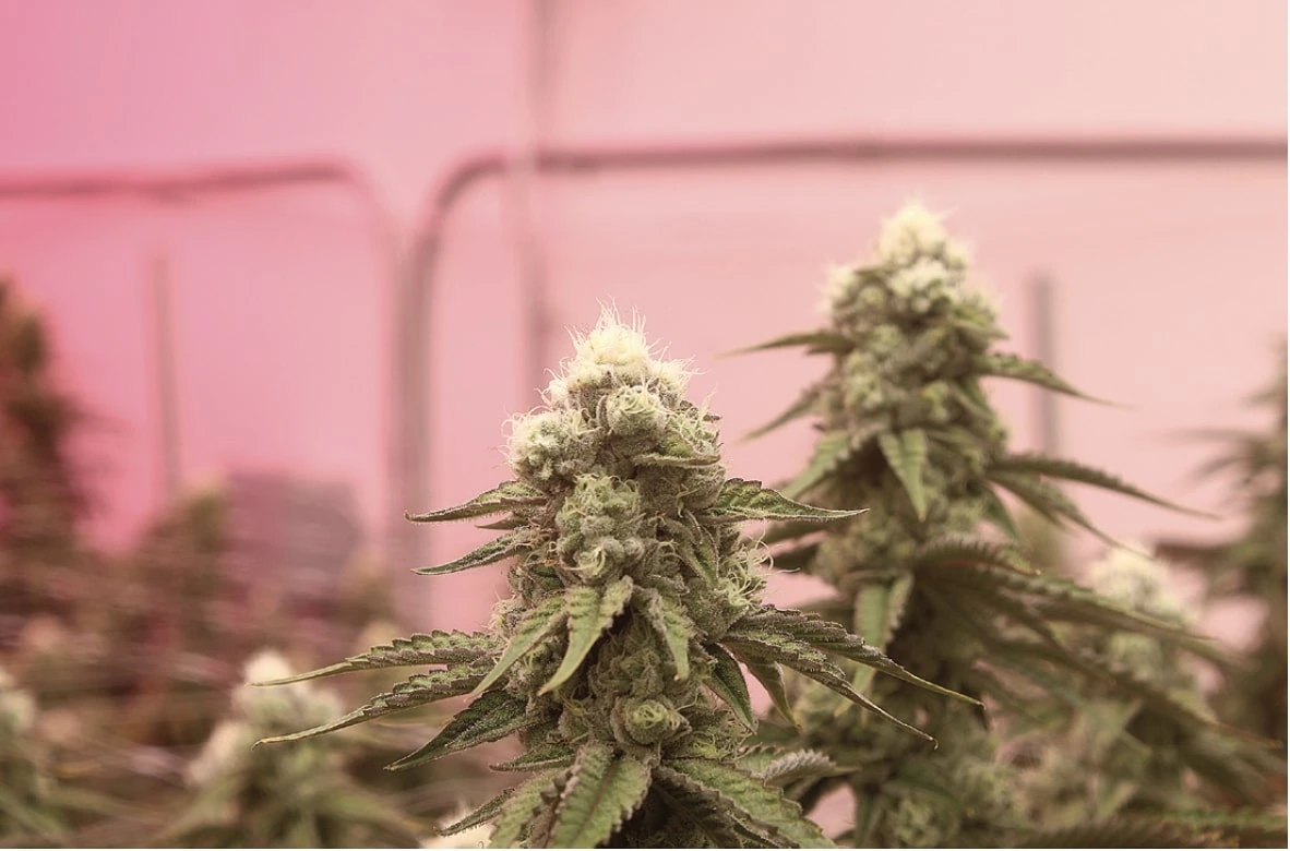 Close-up of cannabis buds under LED grow lights for cannabis, showing photobleaching.
