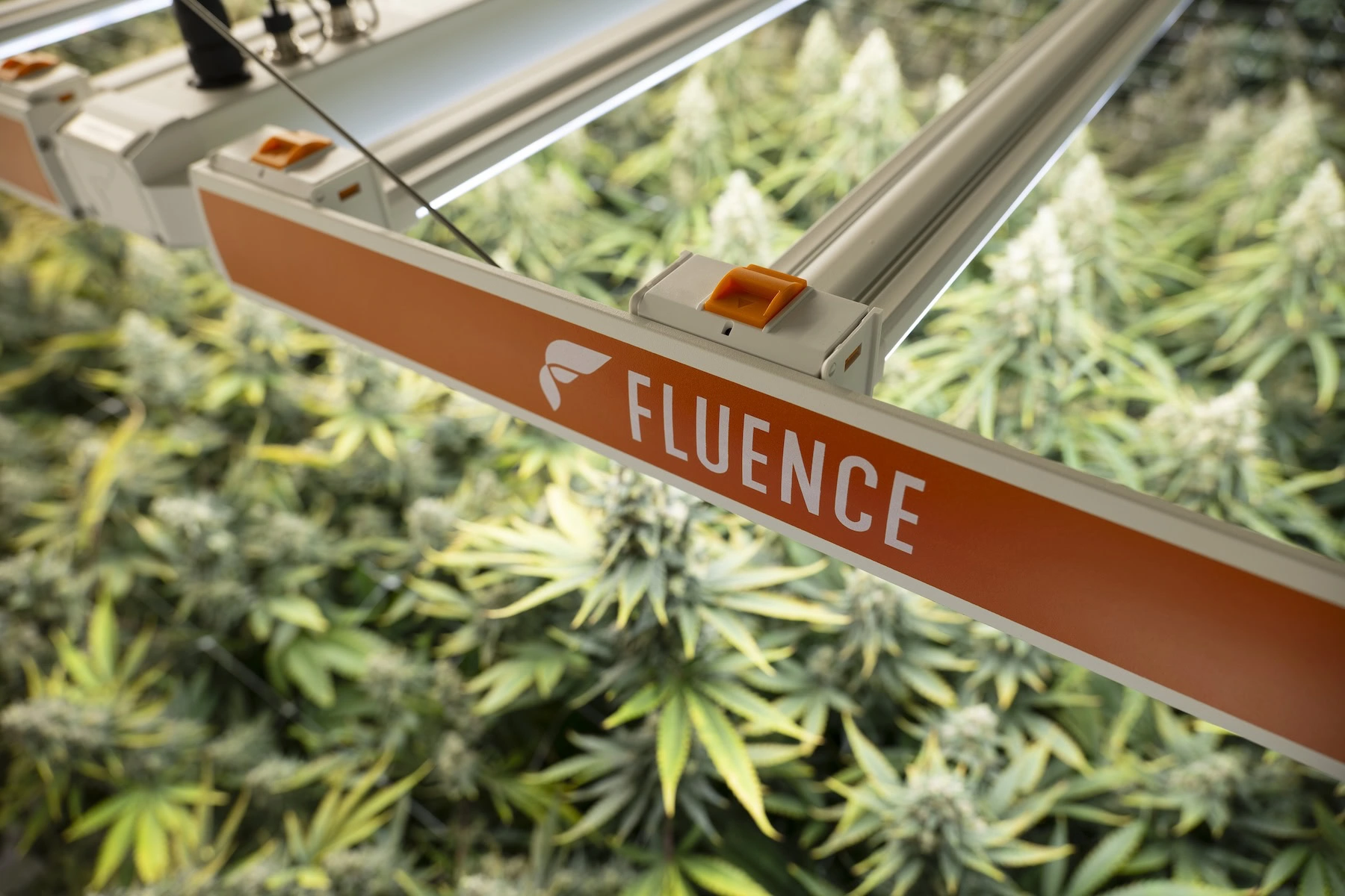 LED grow lights for cannabis above mature plants in commercial cultivation setup.