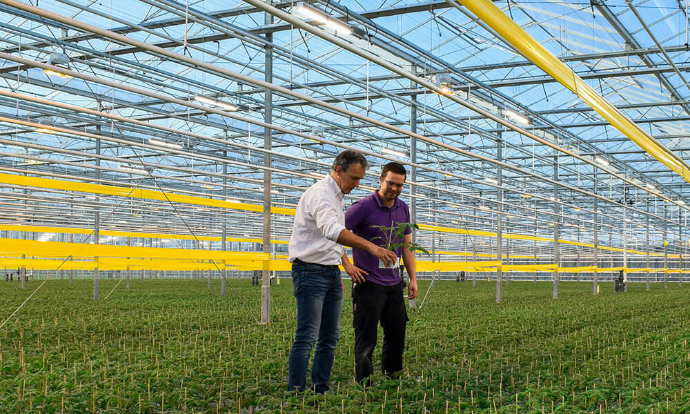 Two people inspect young cannabis plants under LED grow lights in a greenhouse.