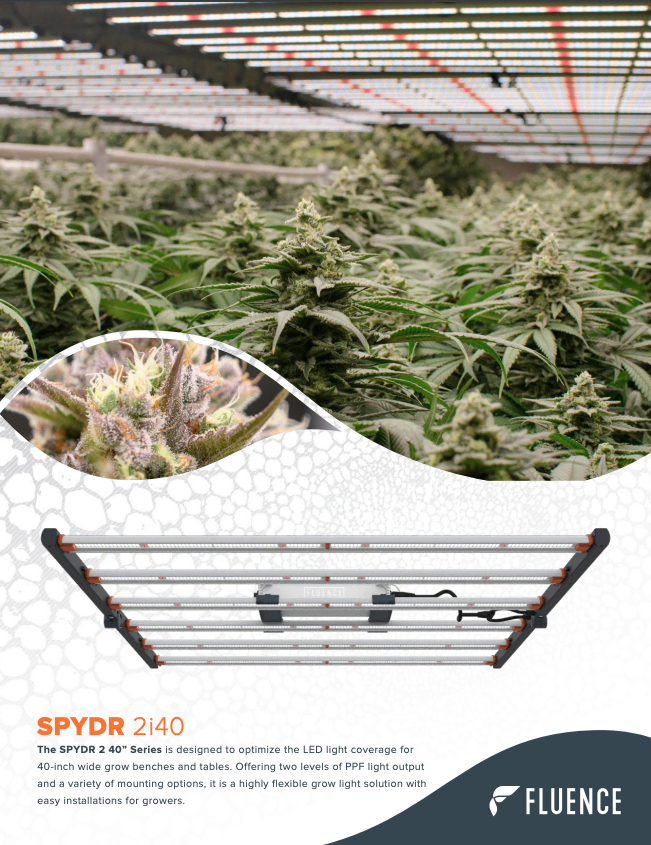 Cannabis plants under SPYDR 2i LED grow lights for commercial cultivation.