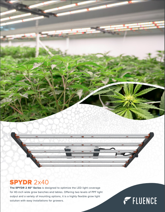 Cannabis plants thrive under SPYDR 2x40 LED grow lights for commercial cultivation.