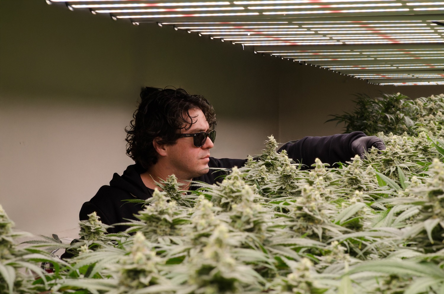 Grower tending cannabis plants under commercial LED grow lights in facility.