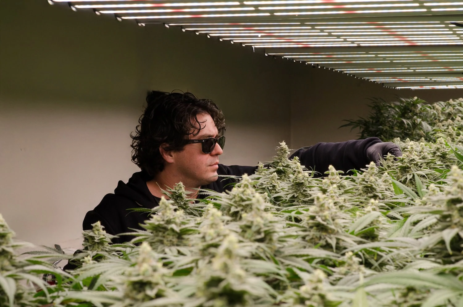 Grower tending cannabis plants under commercial LED grow lights in facility.