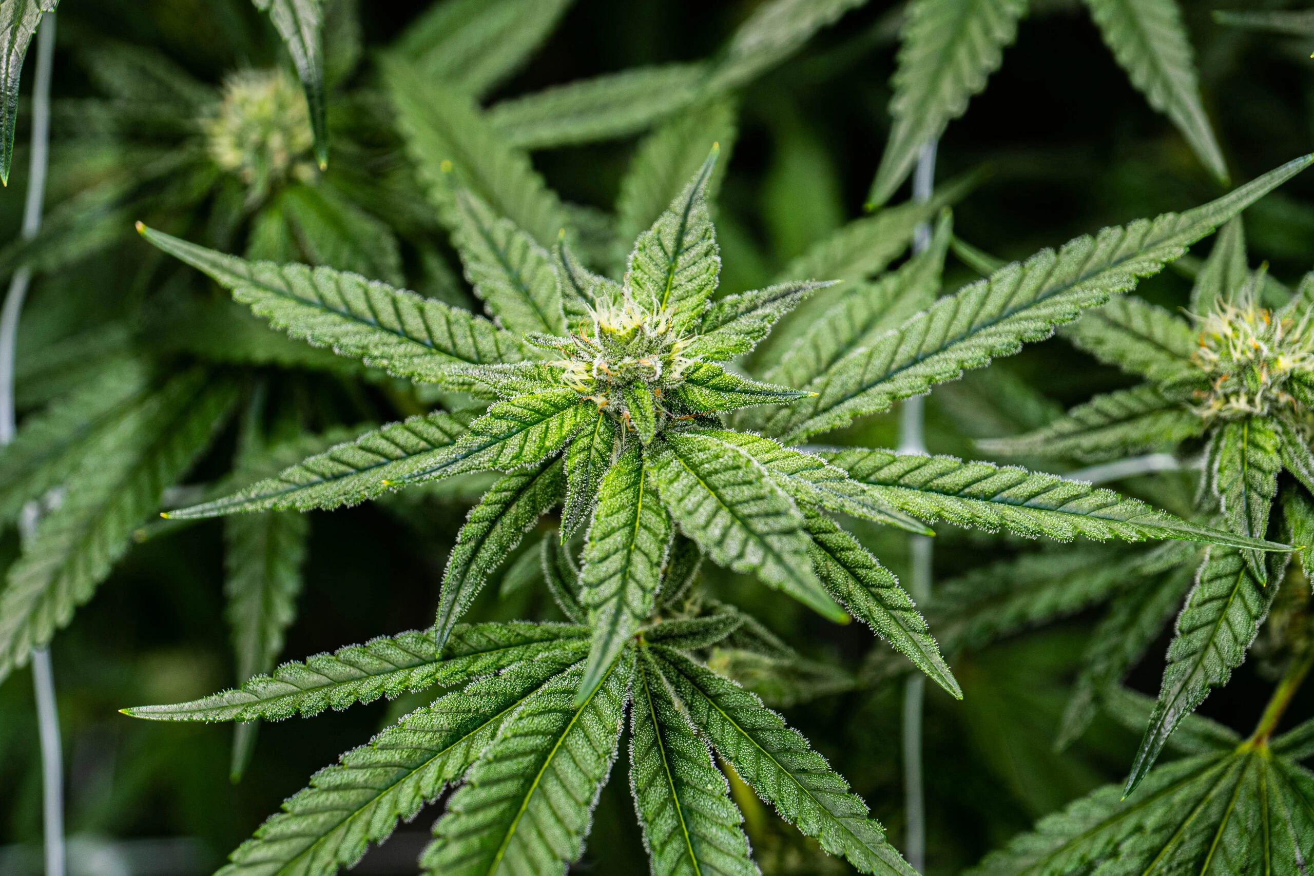 Cannabis plant with flowering bud under LED grow lights for cannabis cultivation.