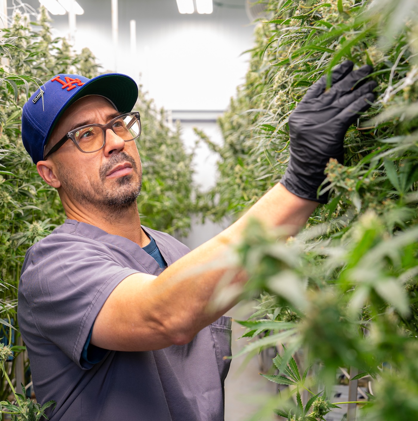 A grower inspects cannabis under LED grow lights in a commercial cultivation facility.