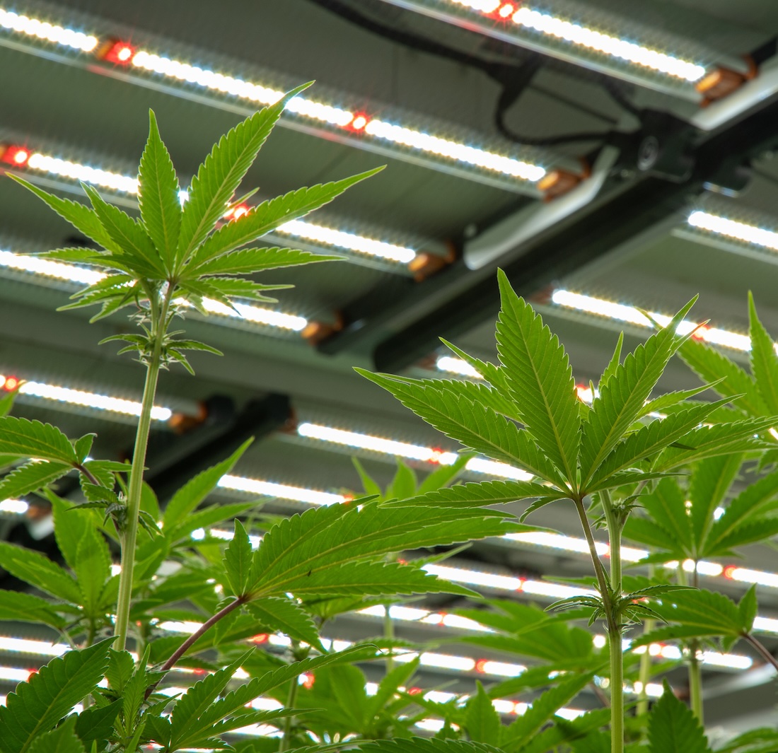Cannabis plants indoors under LED grow lights for commercial cultivation.