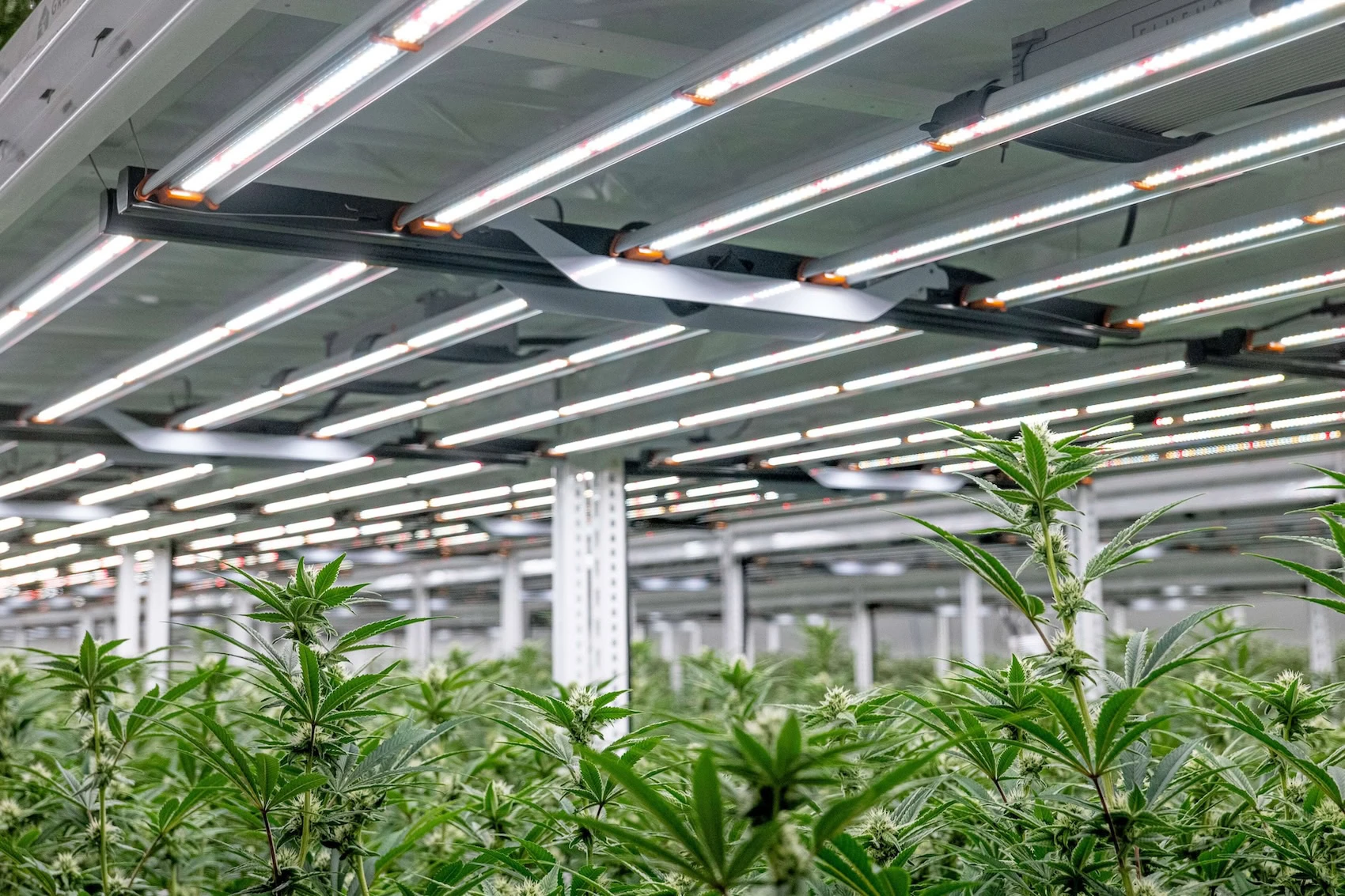 Commercial cannabis cultivation with advanced LED grow lights for cannabis plants.