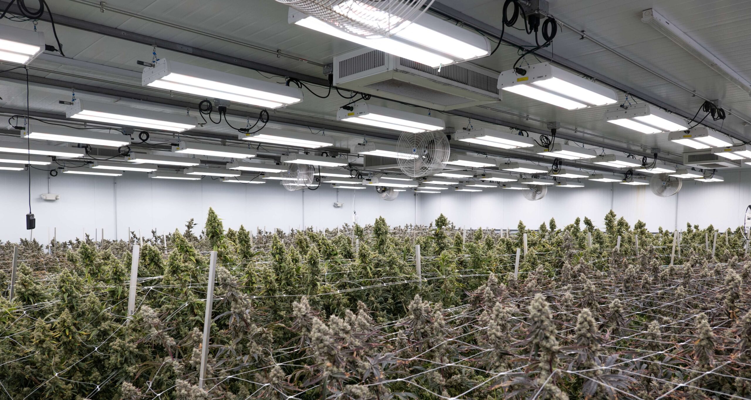 Rows of cannabis under LED grow lights for commercial cultivation efficiency.