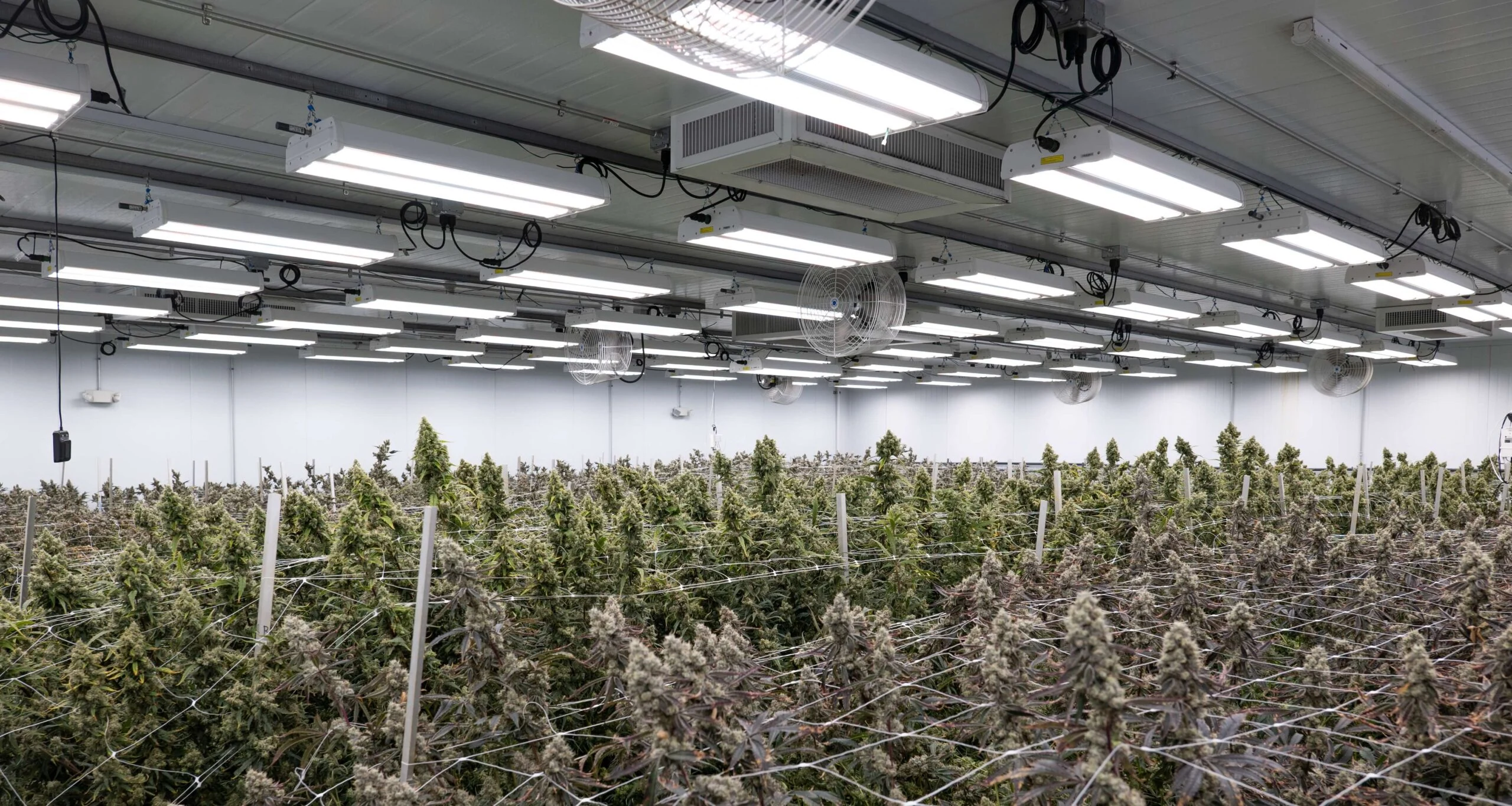 Rows of cannabis under LED grow lights for commercial cultivation efficiency.