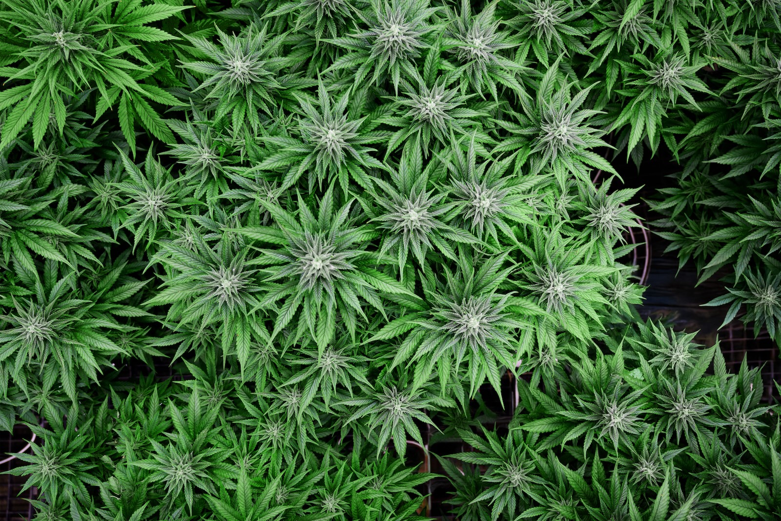 Top view of cannabis under LED grow lights, showing robust commercial cultivation.