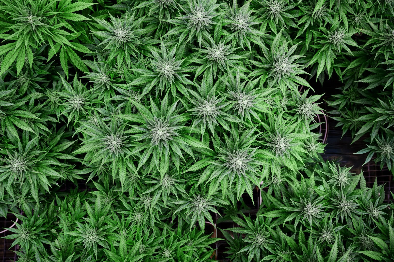 Top view of cannabis under LED grow lights, showing robust commercial cultivation.