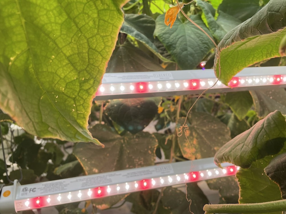 LED grow lights for cannabis providing subcanopy lighting in commercial cultivation. Cannabis lighting technology illuminating dense green foliage in active grow room. Commercial cannabis cultivation with advanced LED grow lights under plant canopy.