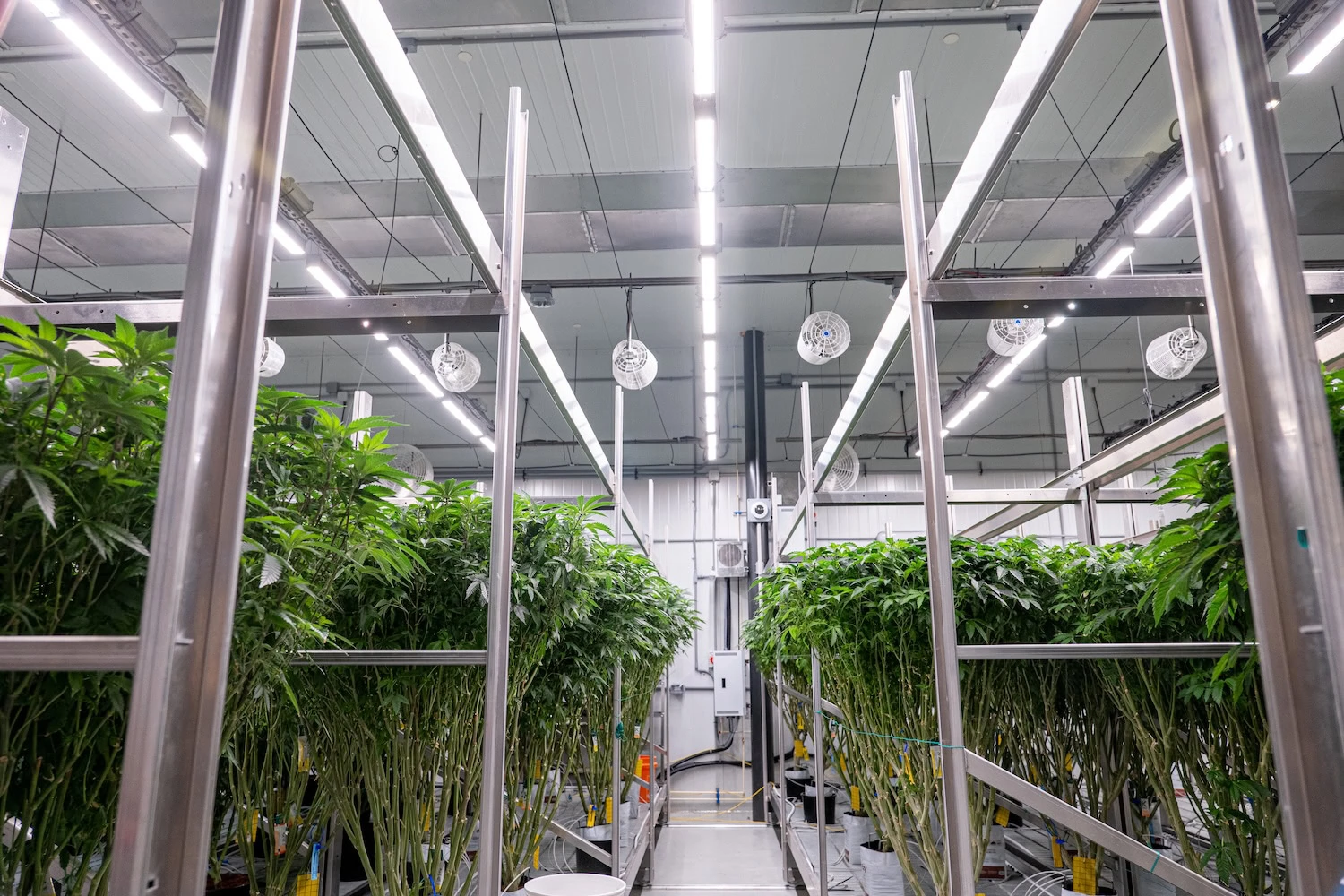 Cannabis Cultivation: Transitioning from HPS to LED in North America and EMEA.