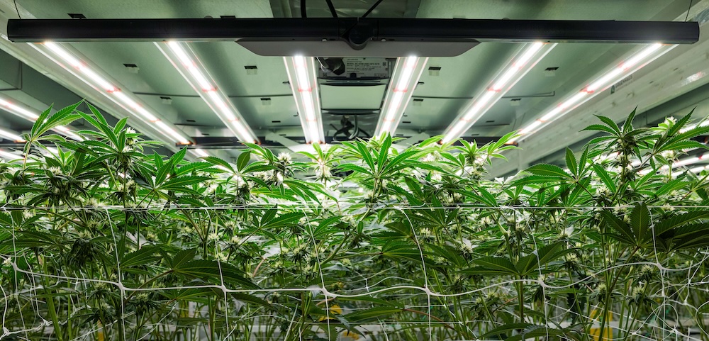 Cannabis plants thrive under LED grow lights in a commercial cultivation facility.