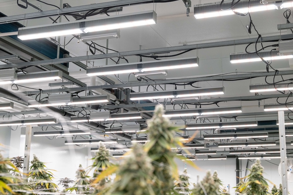 LED grow lights for cannabis suspended over flowering plants in commercial facility.