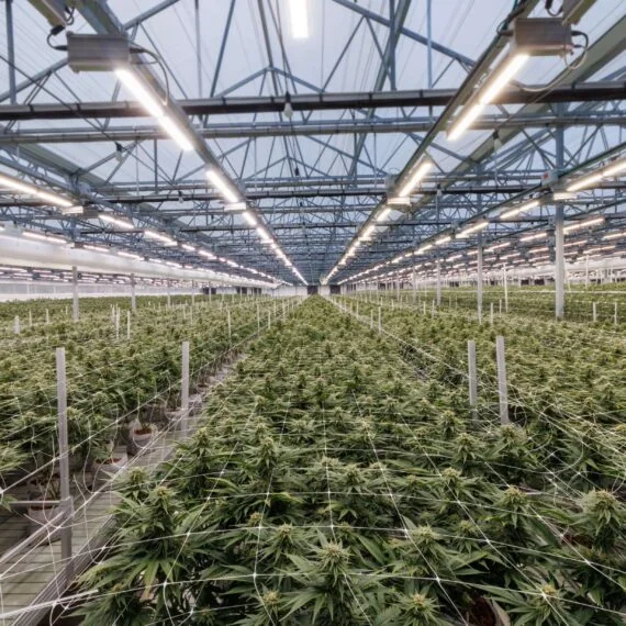 Commercial cannabis cultivation with LED grow lights and advanced lighting technology.
