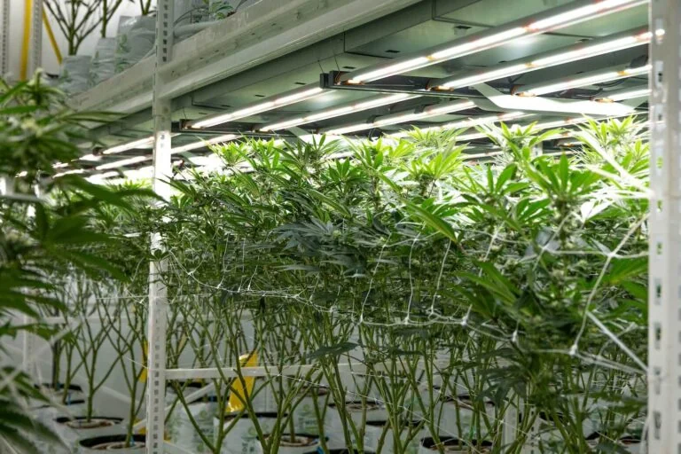 Commercial cannabis cultivation under LED grow lights with support netting.