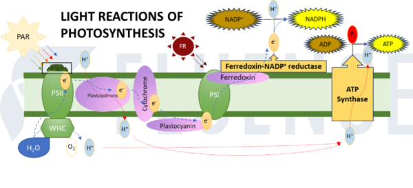 Diagram of photosynthesis with focus on cannabis lighting and LED grow lights.