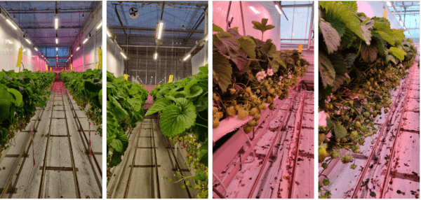 Rows of cannabis plants under LED grow lights in a commercial cultivation setup.