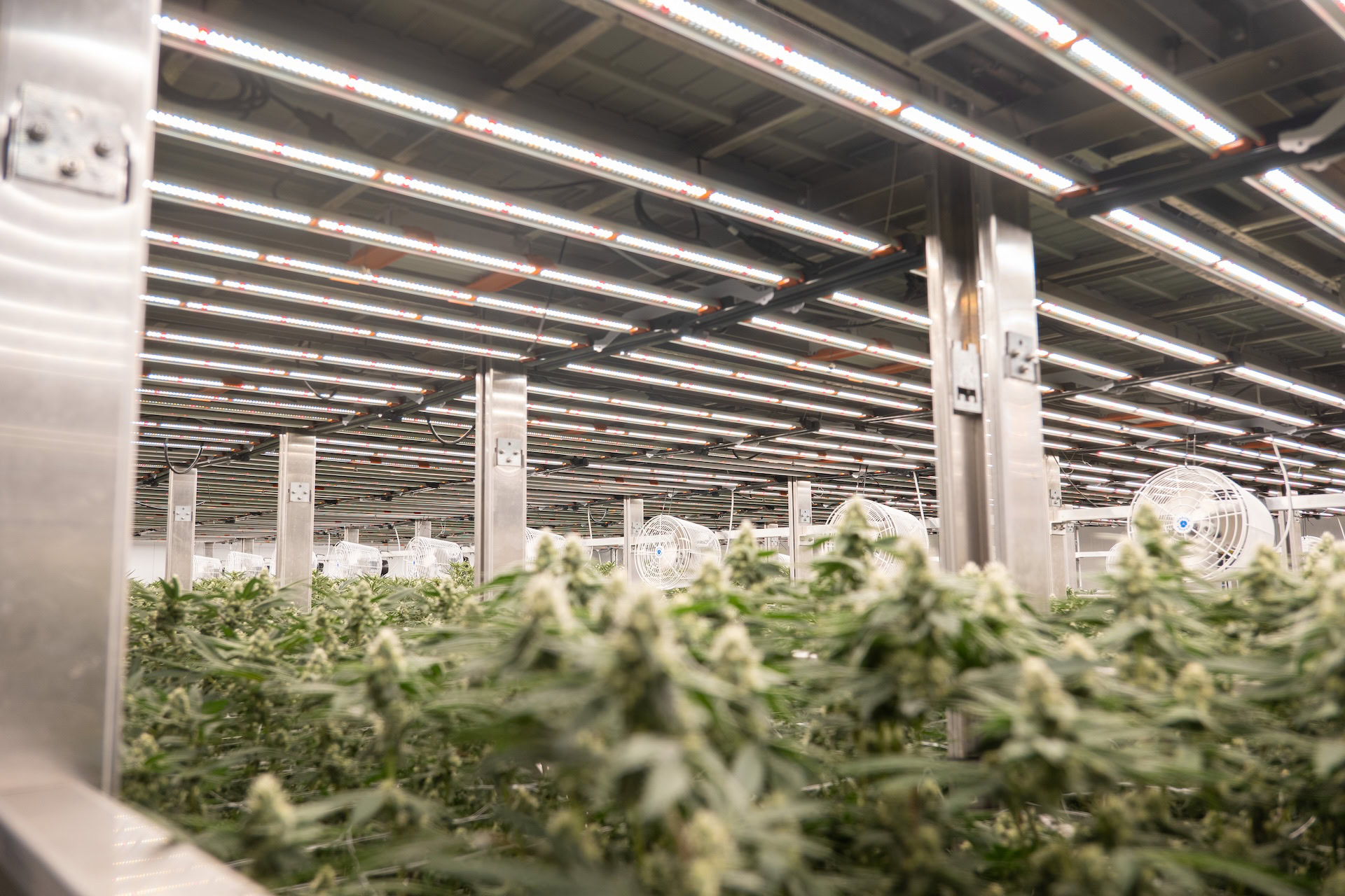 3 Key Things to Know About LED Lighting Design for Cannabis Cultivation