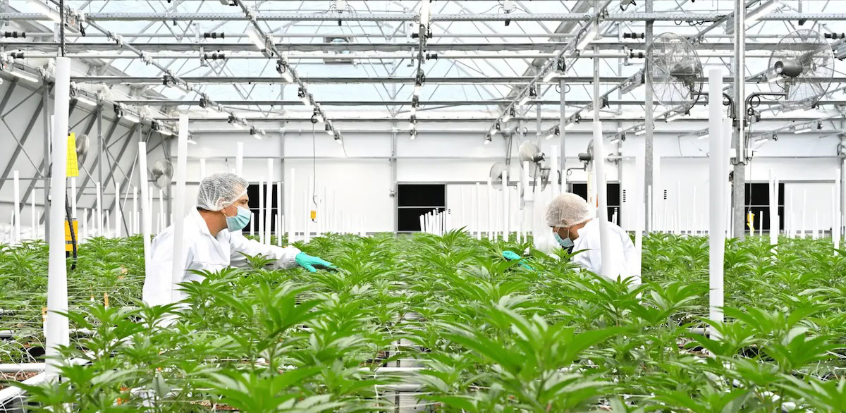 Greenhouse facility for cannabis growing