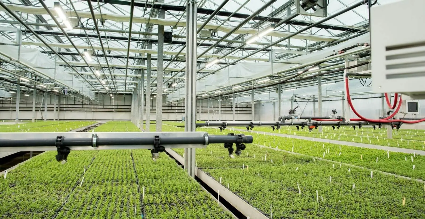 1. Commercial cannabis greenhouse with LED grow lights and young plants 2. Modern cannabis cultivation using advanced LED grow lights technology 3. Cannabis greenhouse interior featuring LED lighting and plant trays 4. Cannabis lighting technology in use for commercial indoor cultivation 5. Indoor cannabis garden with science-driven LED grow light solutions.