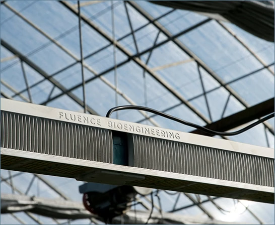 Close-up of Fluence LED grow light for commercial cannabis cultivation in greenhouse.