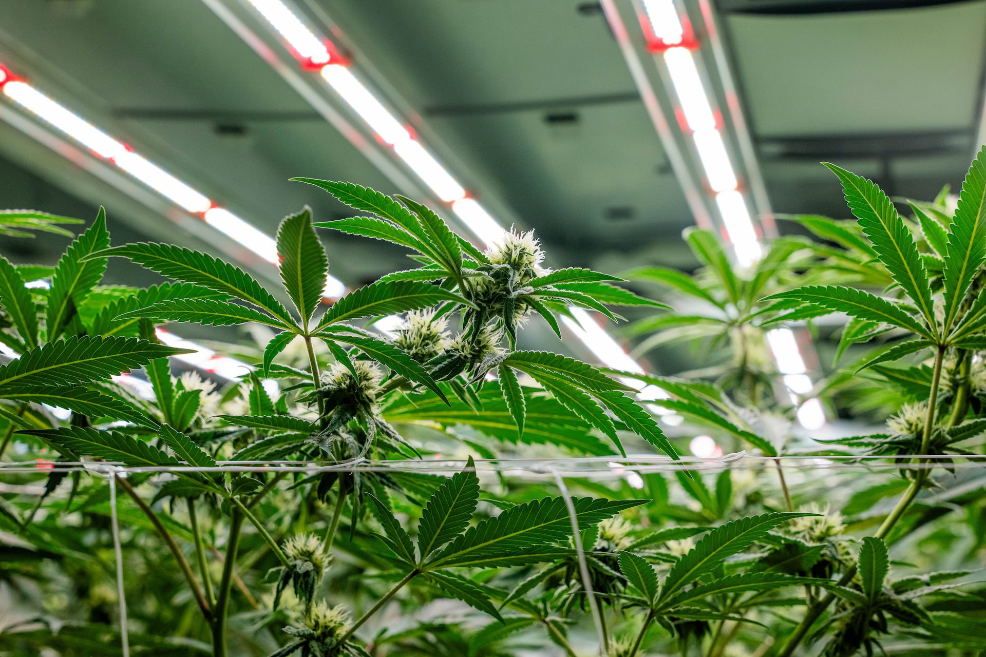 What AI Gets Wrong About Cannabis Lighting (and Growing)