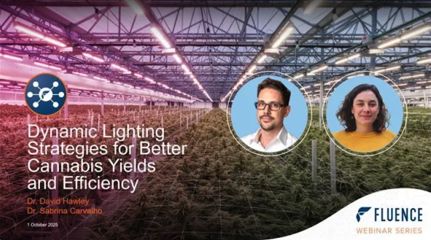 Commercial cannabis cultivation room with LED grow lights, scientists, webinar on cannabis lighting technology.