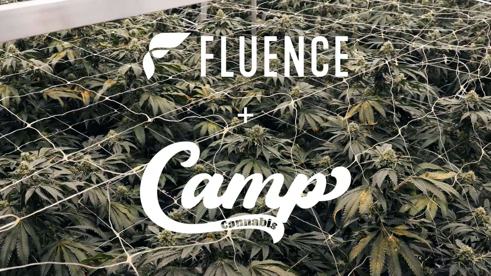 Commercial cannabis cultivation under trellis net with Fluence LED grow lights logos displayed.