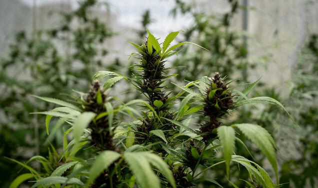 Close-up of cannabis plants under LED grow lights, showcasing commercial cannabis cultivation and advanced cannabis lighting technology.